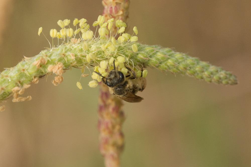  Andrena Fabricius, 1775