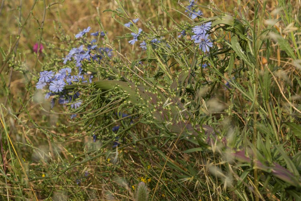 La Chicorée amère, Barbe-de-capucin Cichorium intybus L., 1753