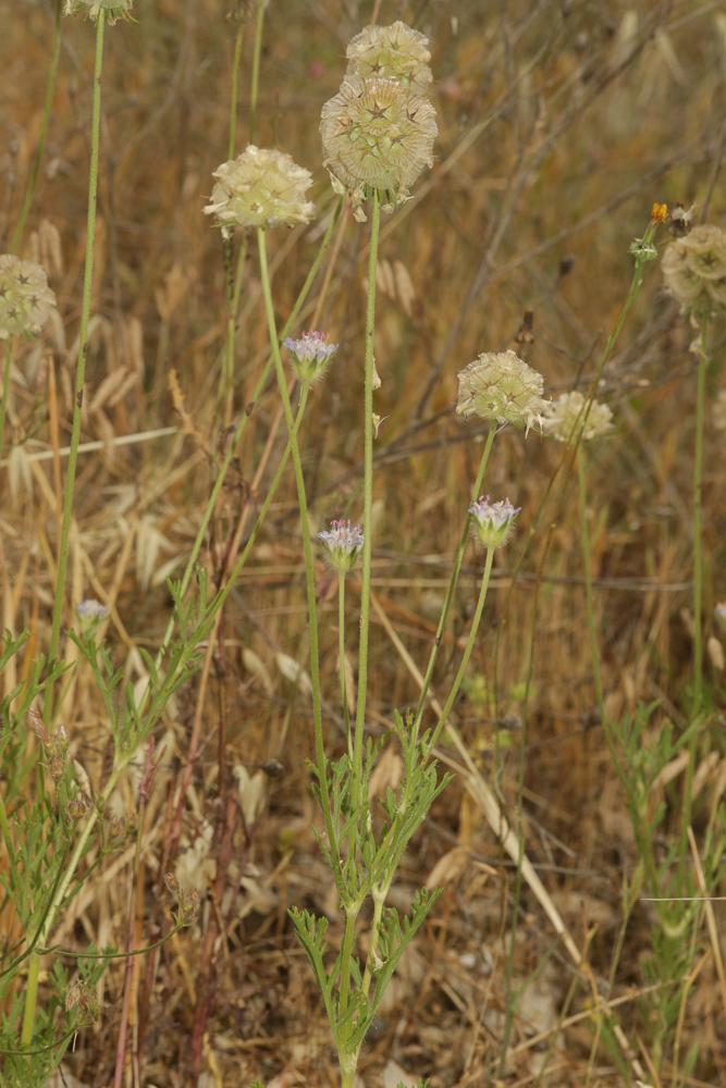 Scabieuse simple Lomelosia simplex (Desf.) Raf., 1838