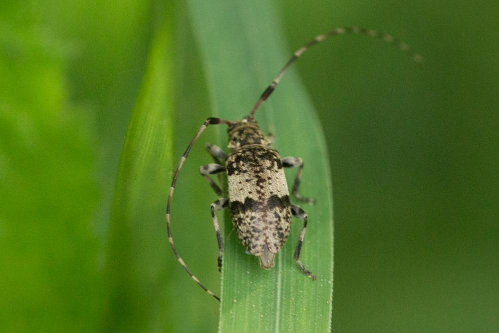 Le  sp. Leiopus Audinet-Serville, 1835 sp.