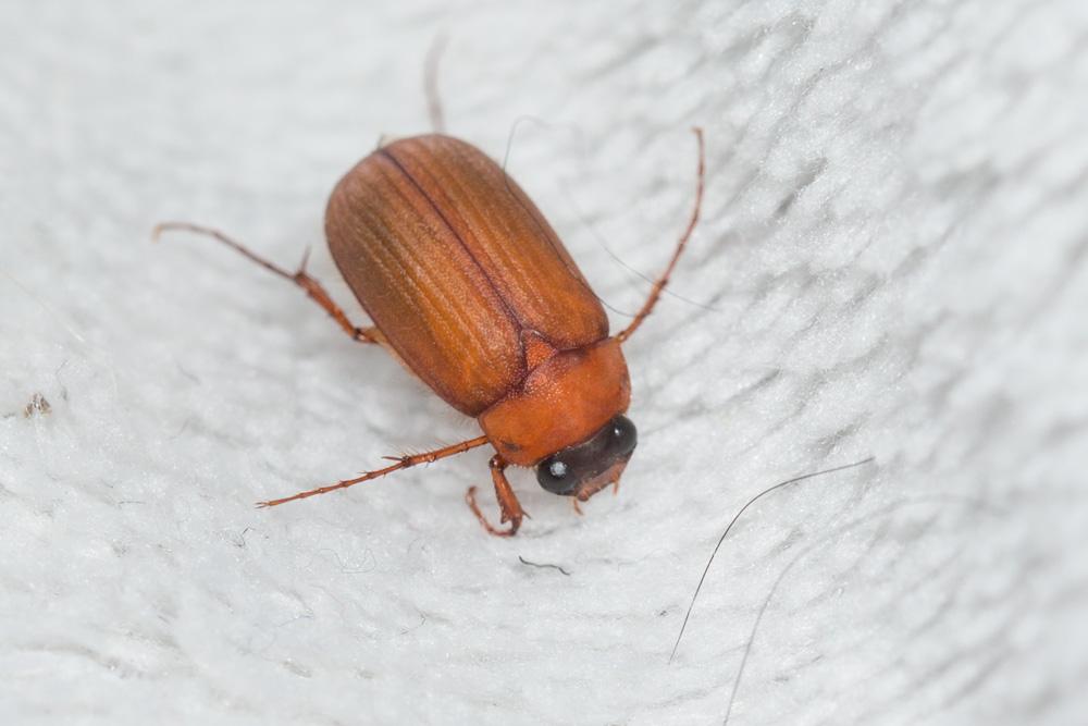  Serica brunnea (Linnaeus, 1758)