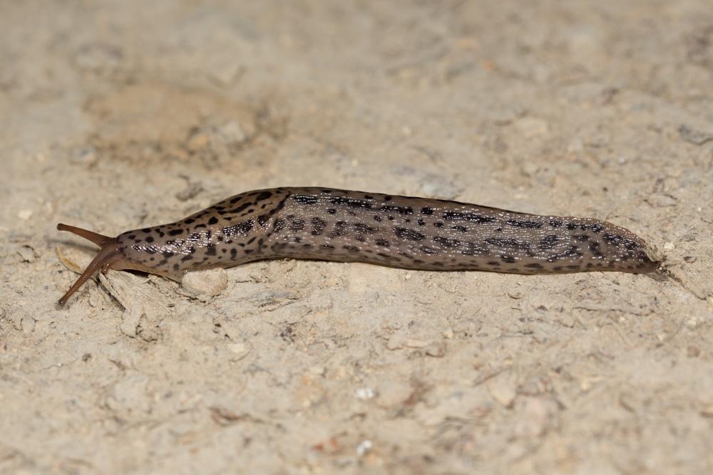 Limace léopard Limax maximus Linnaeus, 1758