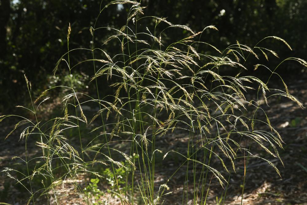 Millet paradoxal Piptatherum paradoxum (L.) P.Beauv., 1812