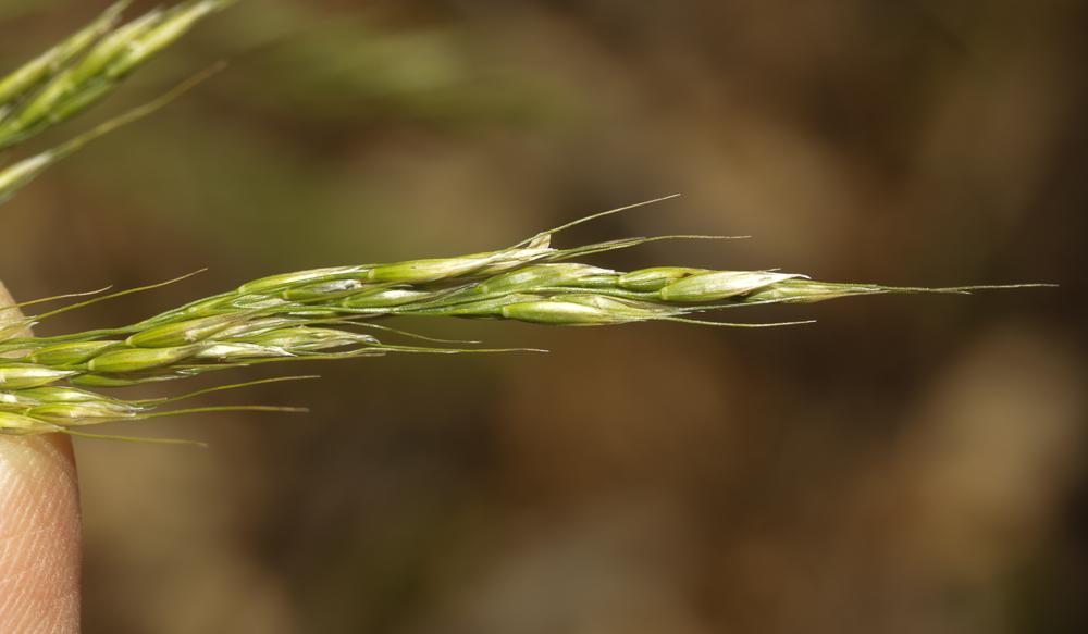 Le Millet paradoxal Piptatherum paradoxum (L.) P.Beauv., 1812