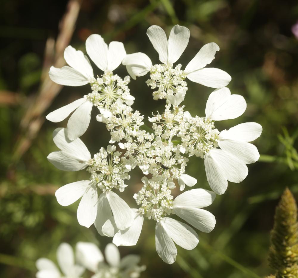 Le Caucalis à grandes fleurs Orlaya grandiflora (L.) Hoffm., 1814