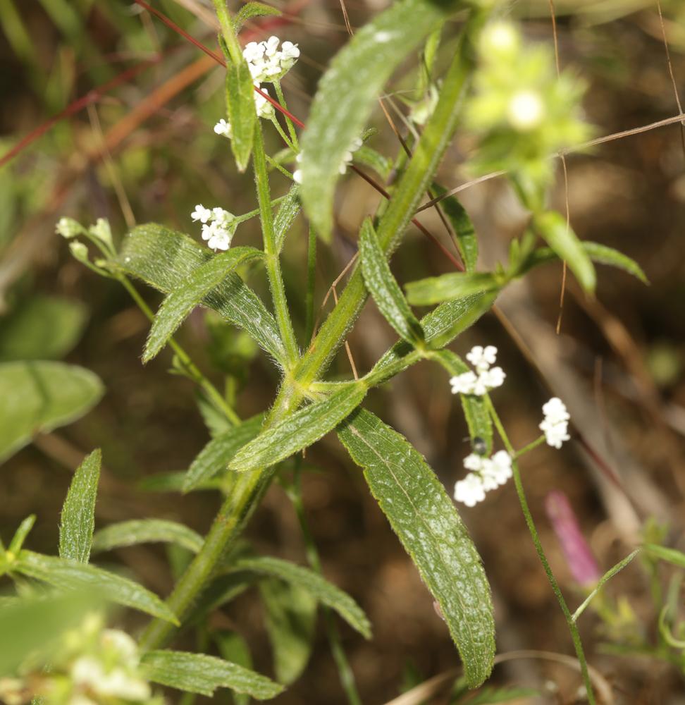 Épiaire droite Stachys recta L., 1767