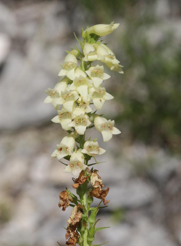 Digitale jaune Digitalis lutea L., 1753