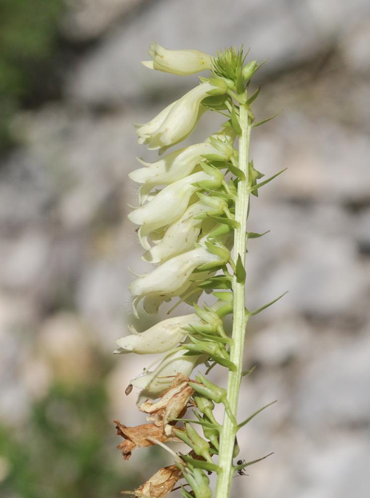 Digitale jaune Digitalis lutea L., 1753