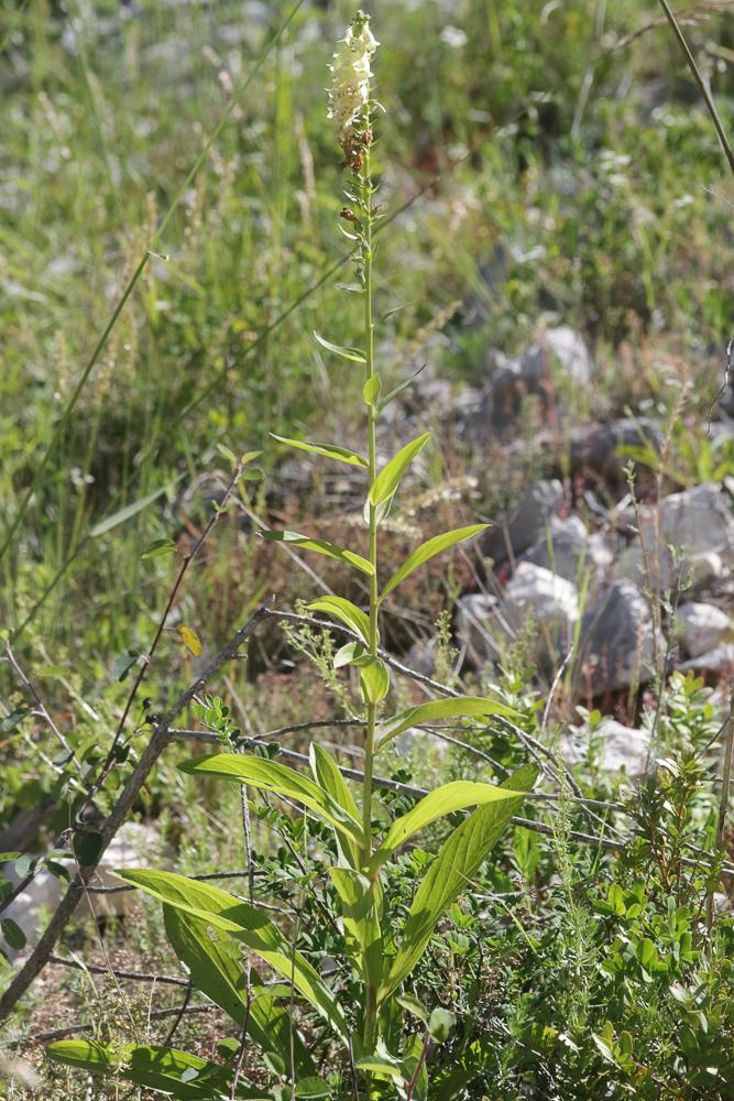 Digitale jaune Digitalis lutea L., 1753