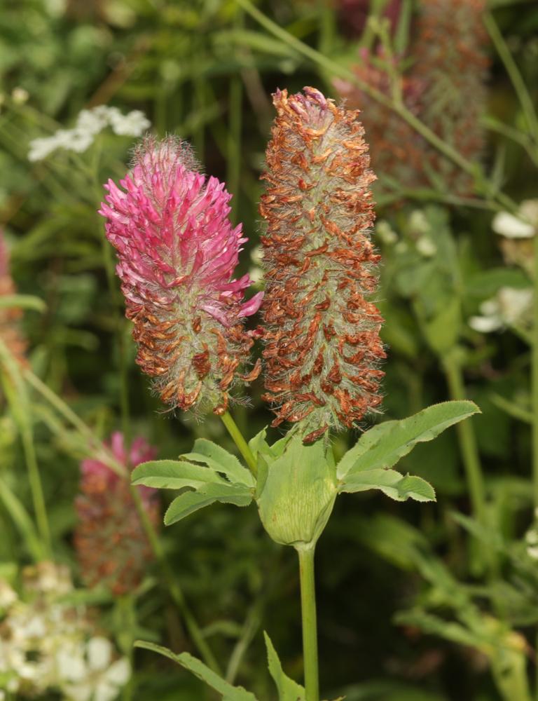 Trèfle rougeâtre, Trèfle pourpré Trifolium rubens L., 1753