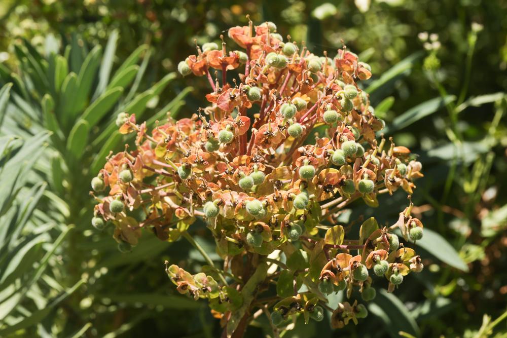 Le Euphorbe des vallons Euphorbia characias L., 1753