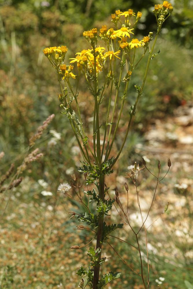 Herbe de saint Jacques Jacobaea vulgaris Gaertn., 1791