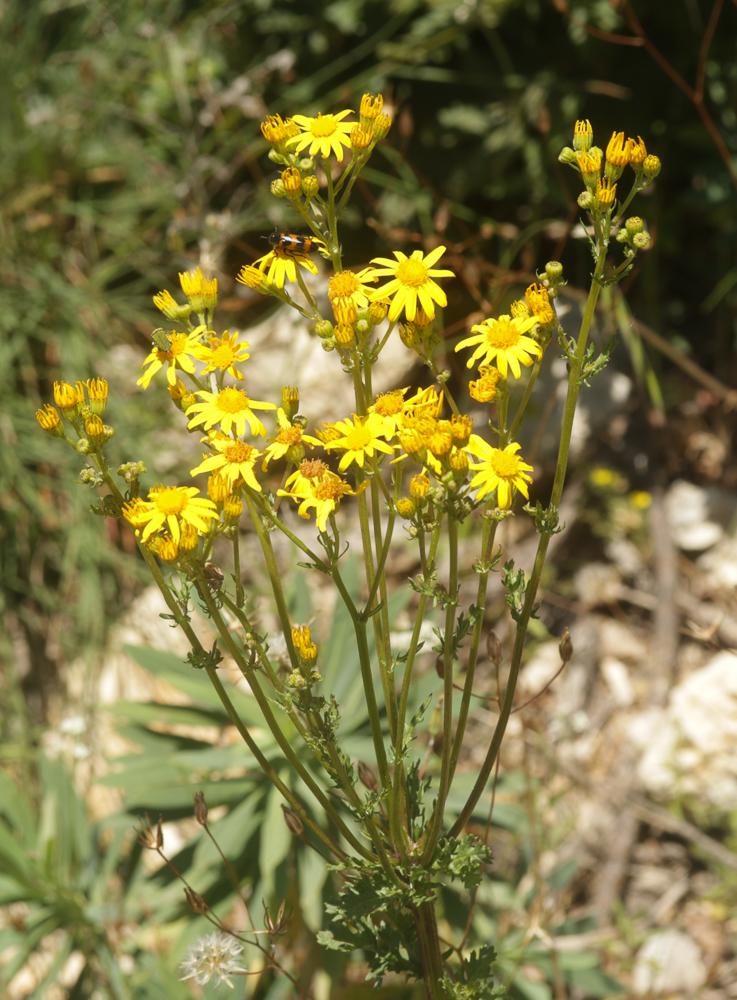 Herbe de saint Jacques Jacobaea vulgaris Gaertn., 1791