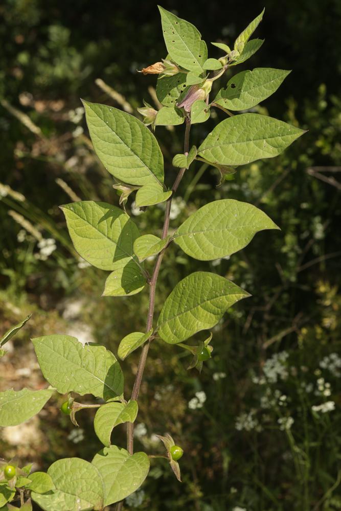 La Belladone, Bouton-noir Atropa belladonna L., 1753