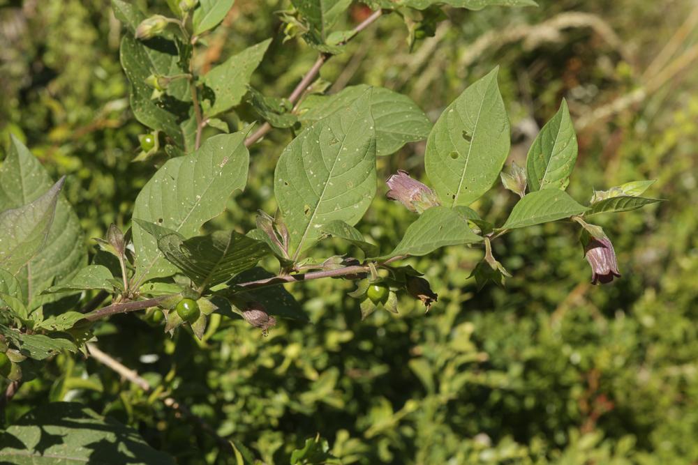 La Belladone, Bouton-noir Atropa belladonna L., 1753