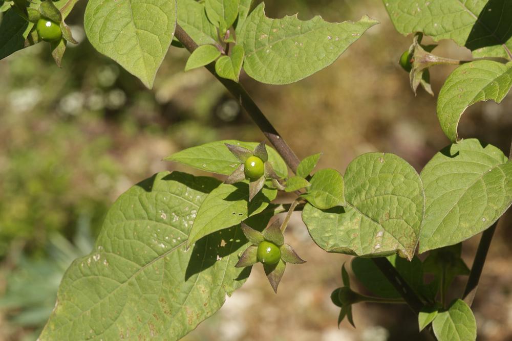 La Belladone, Bouton-noir Atropa belladonna L., 1753