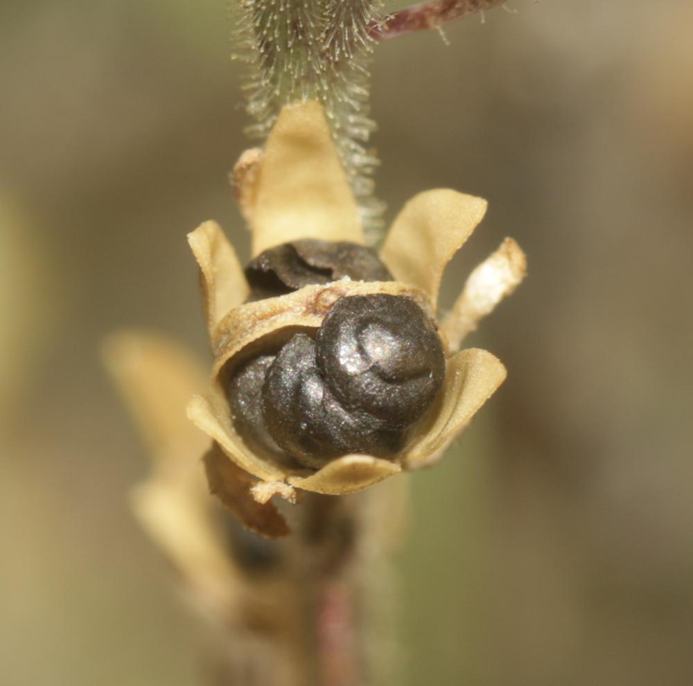 La Linaire simple Linaria simplex (Willd.) DC., 1805