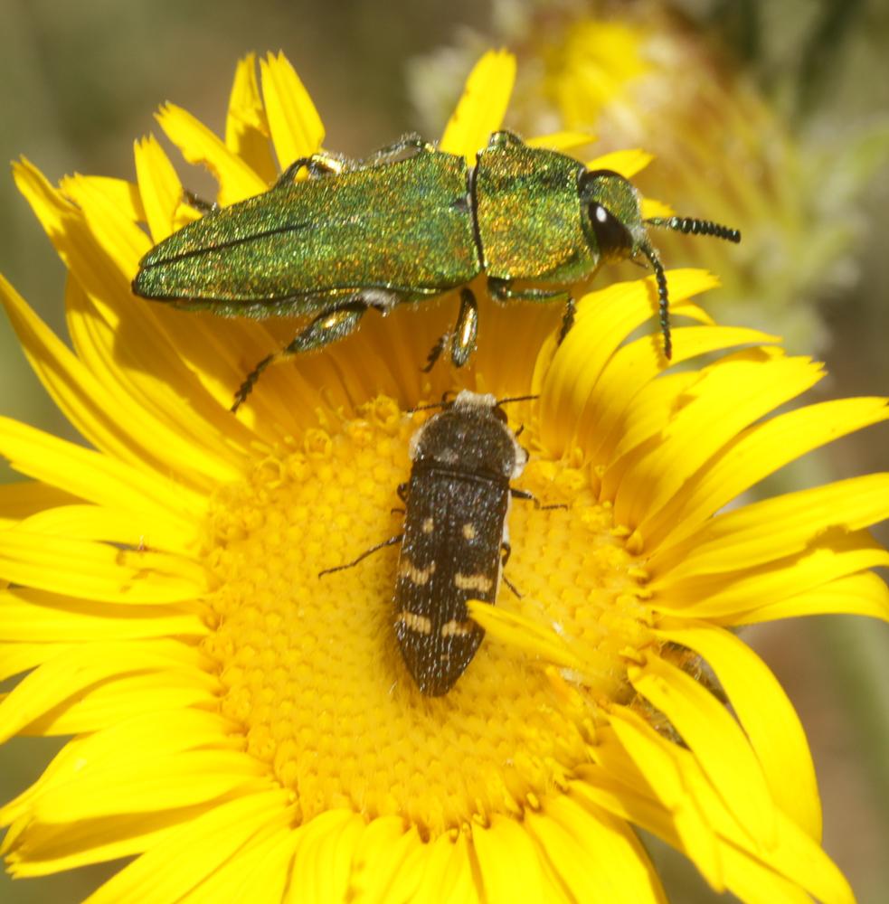  Acmaeoderella flavofasciata (Piller & Mitterpacher, 1783)