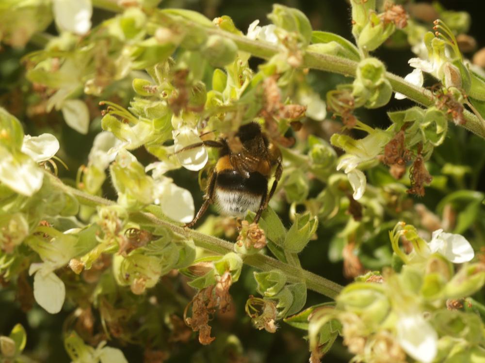 Bourdon terrestre (Le) Bombus terrestris (Linnaeus, 1758)