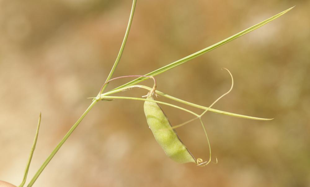 La Gesse à feuilles fines, Gesse à feuilles petites Lathyrus setifolius L., 1753