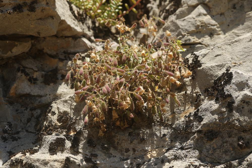 La Saponaire faux-basilic Saponaria ocymoides L., 1753