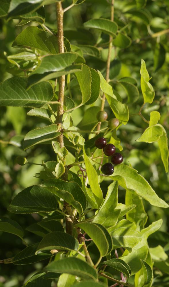 Le Bois de Sainte-Lucie, Prunier de Sainte-Lucie, Ama Prunus mahaleb L., 1753