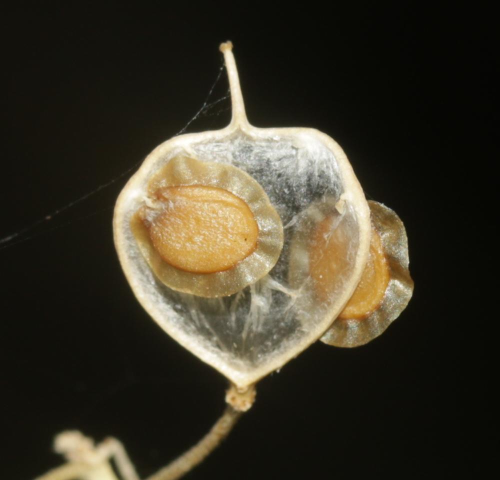 Corbeille d'argent à gros fruits, Alysse à gros fr Hormathophylla macrocarpa (DC.) P.Küpfer, 1974