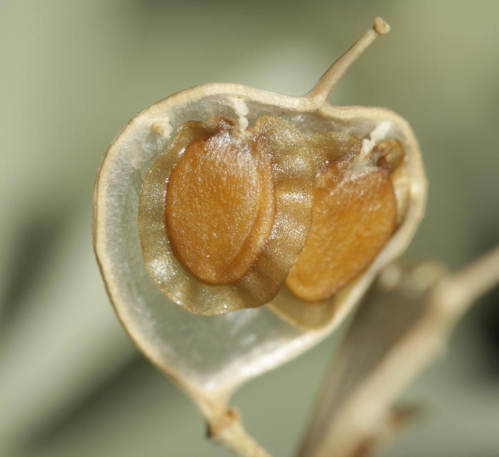 Corbeille d'argent à gros fruits, Alysse à gros fr Hormathophylla macrocarpa (DC.) P.Küpfer, 1974