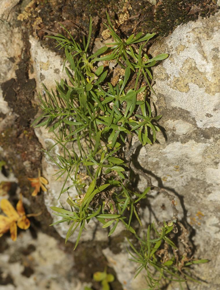 Le Silène saxifrage Silene saxifraga L., 1753