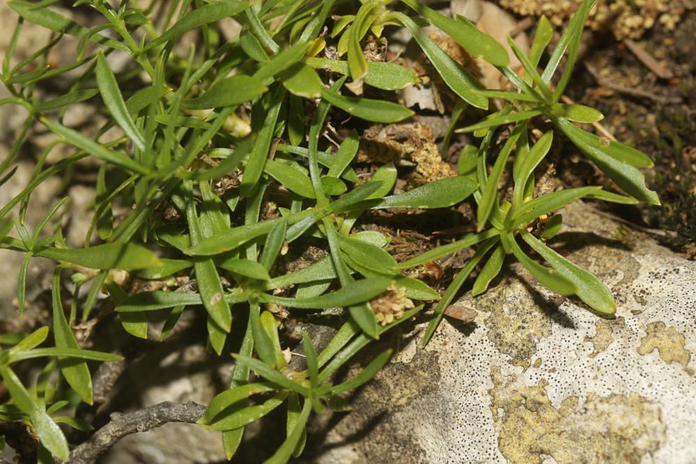 Le Silène saxifrage Silene saxifraga L., 1753