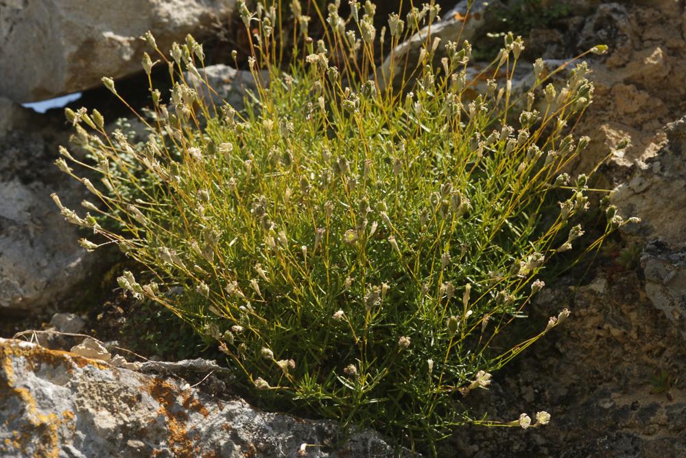 Silène saxifrage Silene saxifraga L., 1753