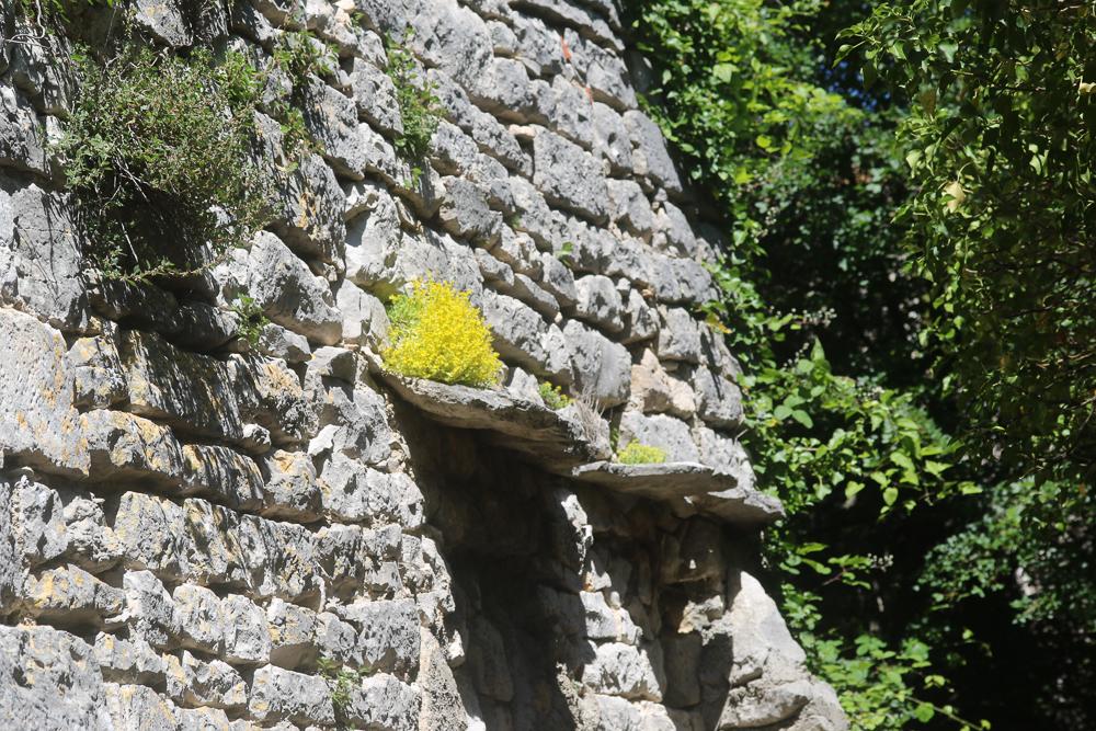 Le Poivre de muraille, Orpin acre Sedum acre L., 1753