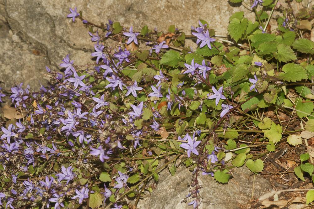 Le  Campanula poscharskyana Degen, 1908