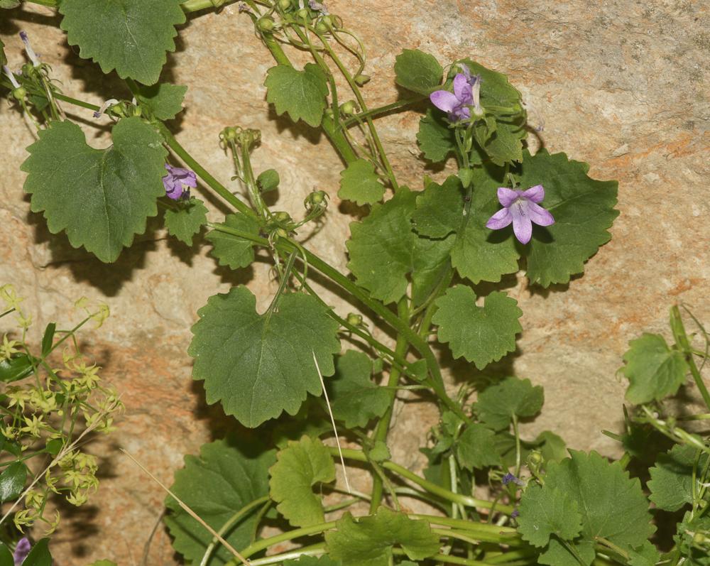 Le  Campanula portenschlagiana Roem. & Schult., 1819