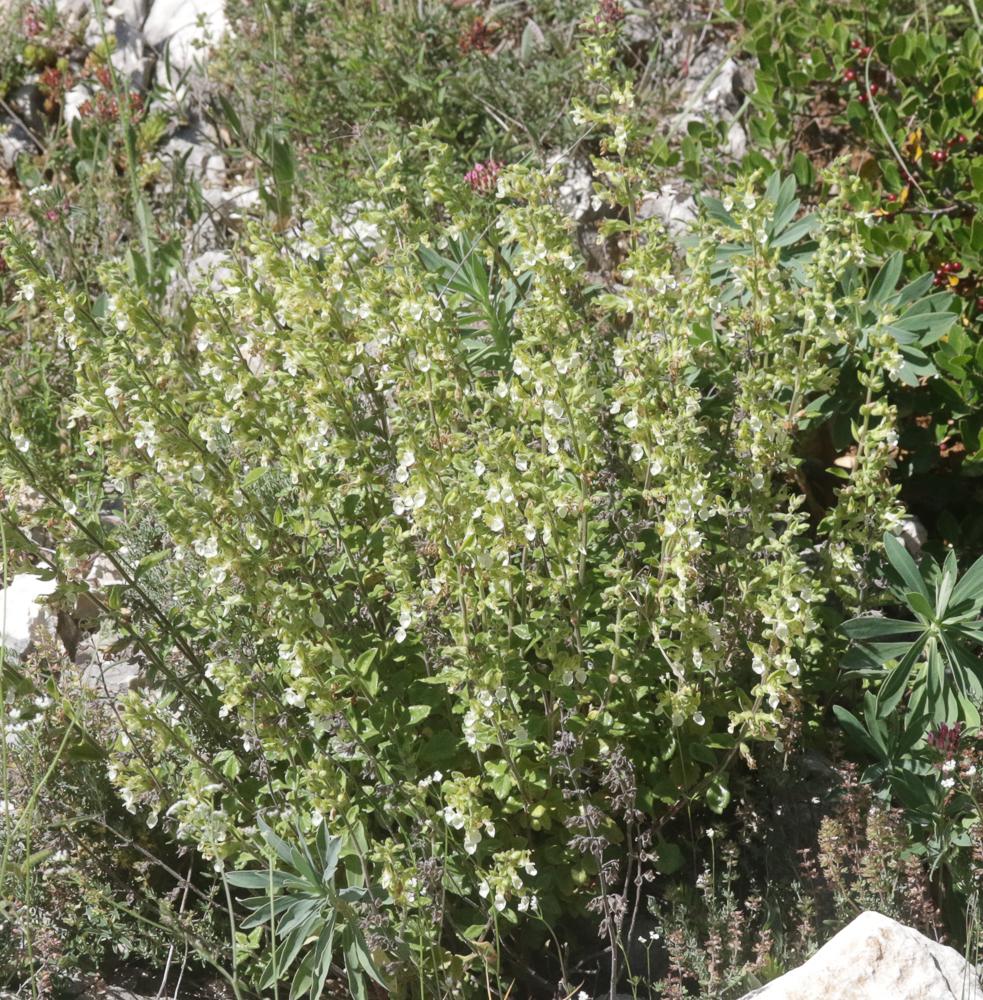 Germandrée jaune Teucrium flavum L., 1753