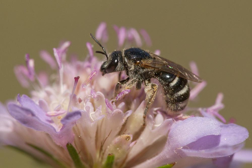 Le  sp. Lasioglossum Curtis, 1833 sp.