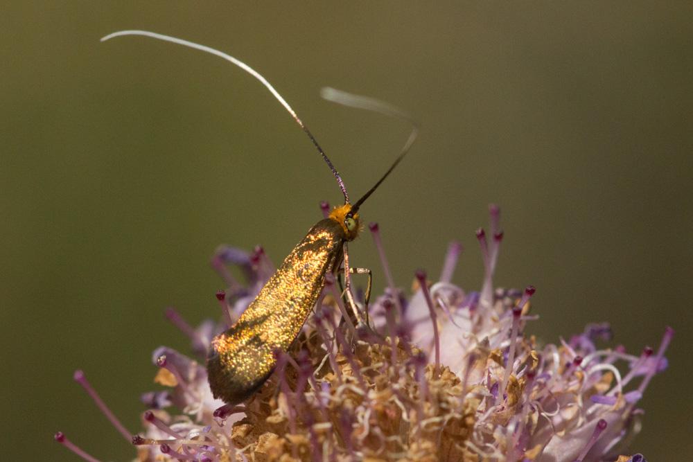  Nemophora metallica (Poda, 1761)