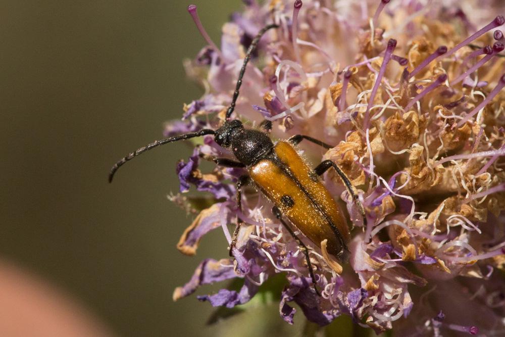 Vadonie à un point Vadonia unipunctata (Fabricius, 1787)