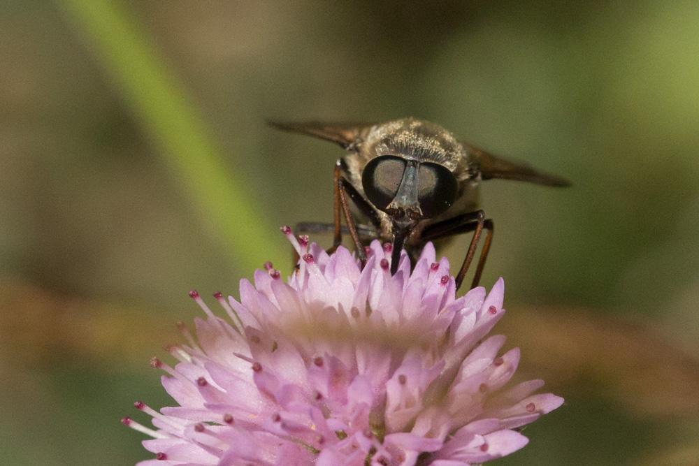 Taons Tabanidae Latreille, 1802