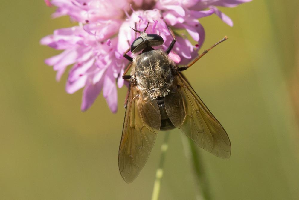 Taons Tabanidae Latreille, 1802