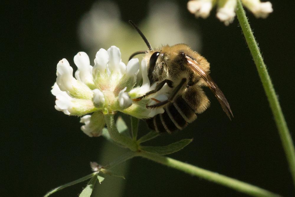  Colletes similis Schenck, 1853