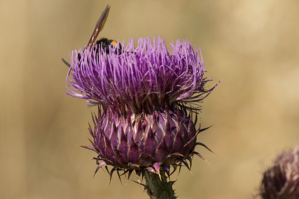  Megascolia maculata flavifrons (Fabricius, 1775)