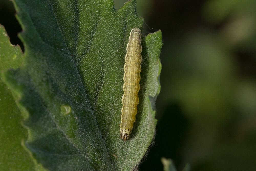  Loxostege sticticalis (Linnaeus, 1760)