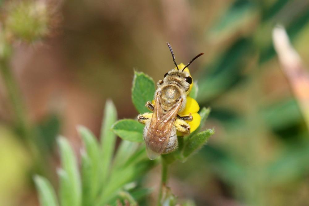  Vestitohalictus pollinosus (Sichel, 1860)