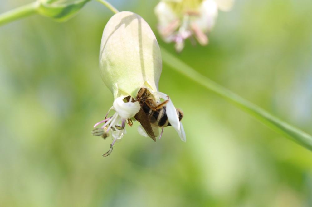  Halictus Latreille, 1804