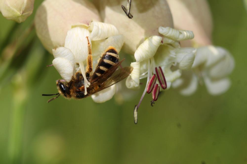  Halictus Latreille, 1804