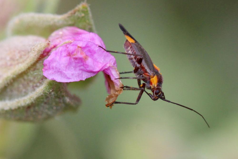 Le  Capsodes flavomarginatus (Donovan, 1798)