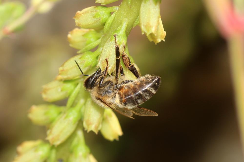 Abeille domestique, Abeille européenne, Abeille me Apis mellifera Linnaeus, 1758