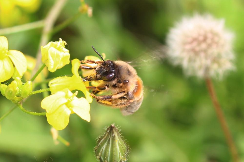 Anthophore commune, Anthophore plumeuse, Anthophor Anthophora plumipes (Pallas, 1772)