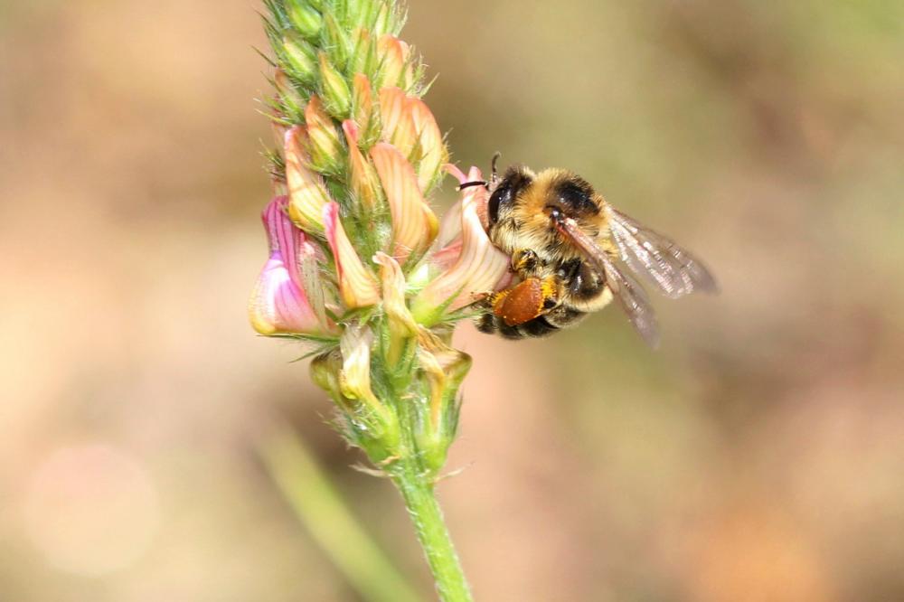 Anthophore estivale Anthophora aestivalis (Panzer, 1801)